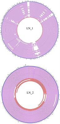 Structure and Evolution of Acinetobacter baumannii Plasmids